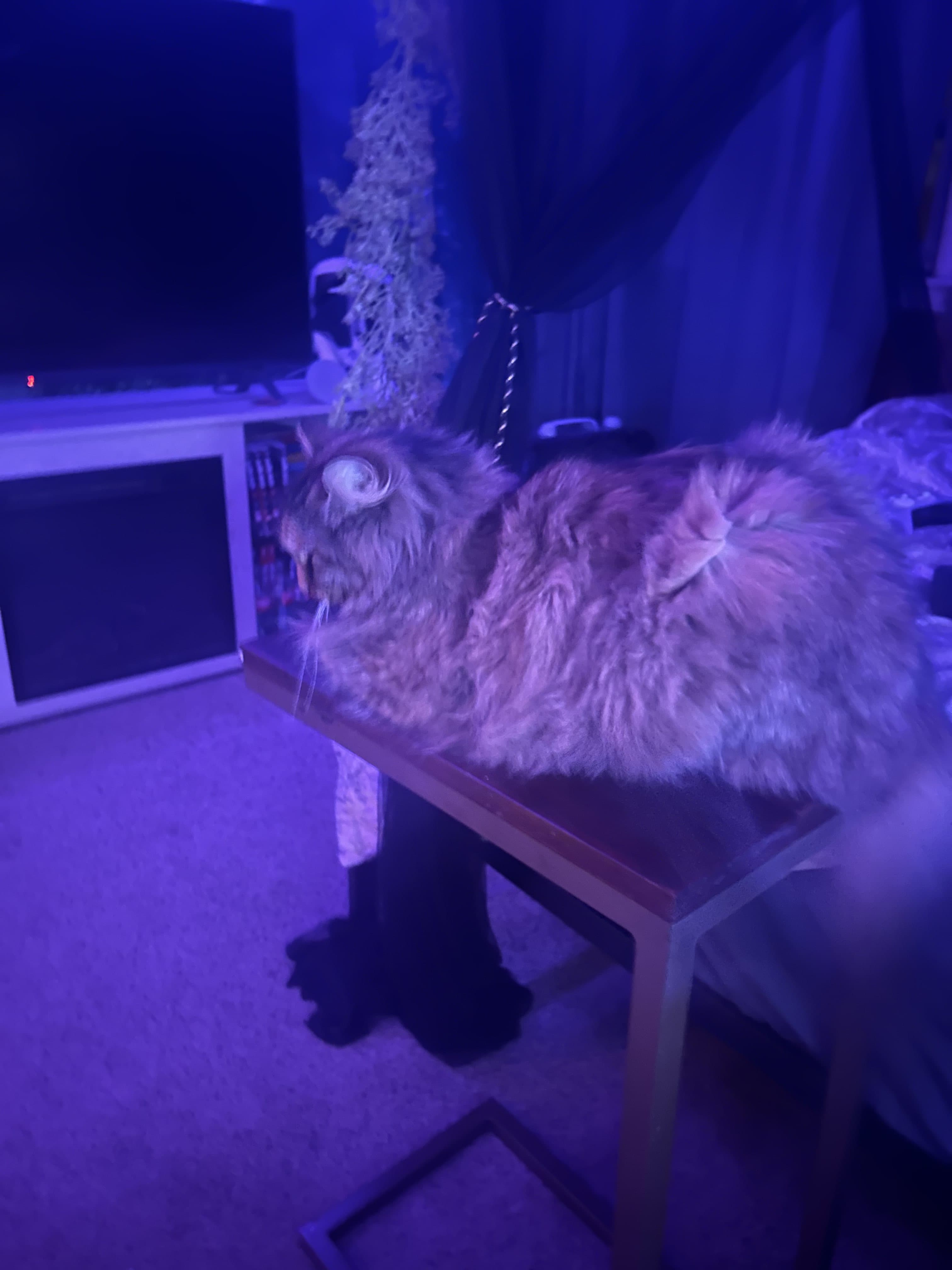 Banner image